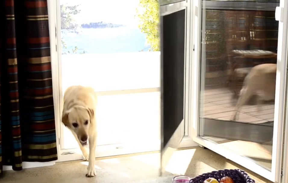 Neher Insektenschutz - Pendeltür mit Hund